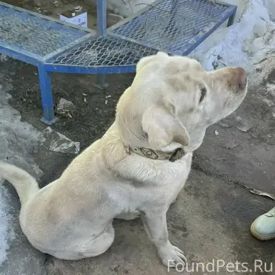 Пропала собака, живёт на заводе, ул. Берникова, г. Боровск