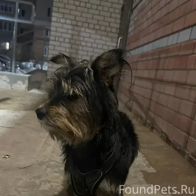 Найден тип собака, район шоколада