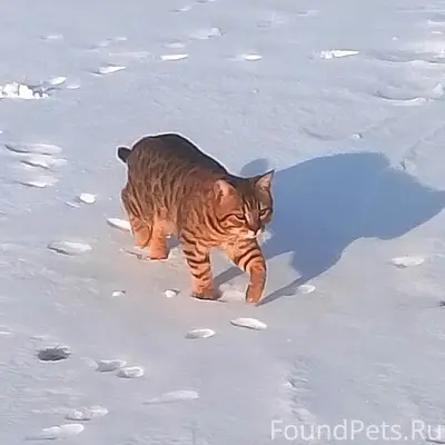 Пропал кот Тайсон, Песчаная улица