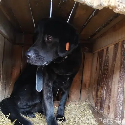 Пропал лабрадор, с. Сухобузимское