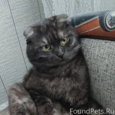 Пропал кот Гриффи