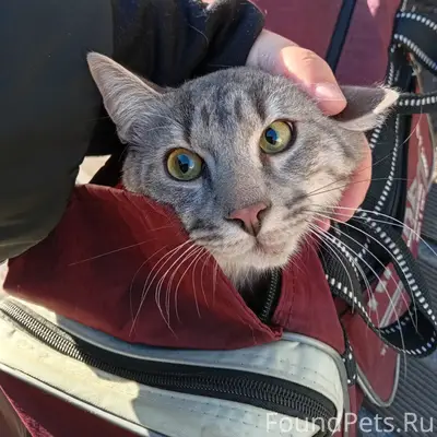 Найден кот, Санкт-Петербург, Центральный район