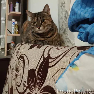 Пропала кошка, Ярцево