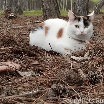 Пропала кошка Алакея, СНТ Сапун-гора