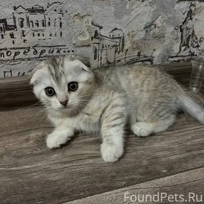 Пропала кошка, улица Сиротские дома