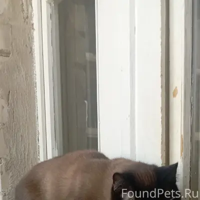 Найден кот, центр (район Сбербанка)