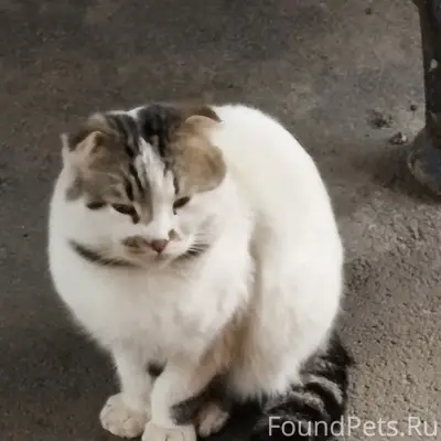 Найден вислоухий кот Боня