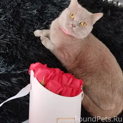 Пропала кошка Моня, ул. Московская