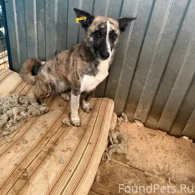 Пропала собака, район тэц2