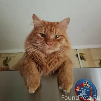 Пропал кот Лёва