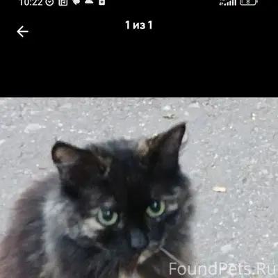 Пропала кошка, Каменка