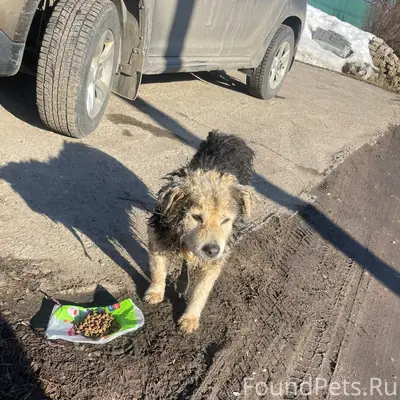 Найден бездомный пёс, Кукарино