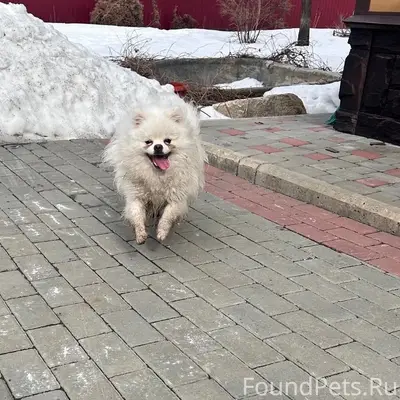 Найден тип собака, Рябково