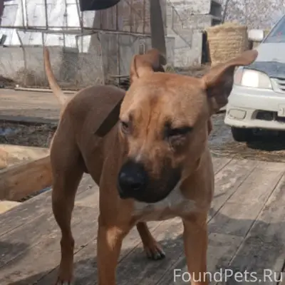 Найден тип собака, место не указано