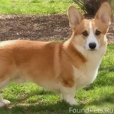 Пропала собака, центр п. Первомайский