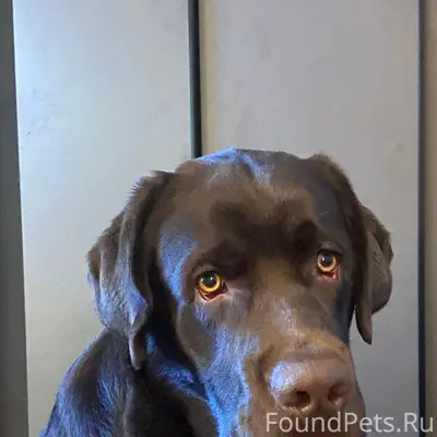 Пропал лабрадор, шоколадного окраса, квартал Жуково
