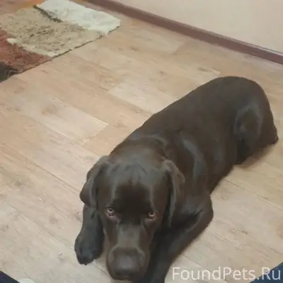 Пропал пёс Чарун, кв Жукова