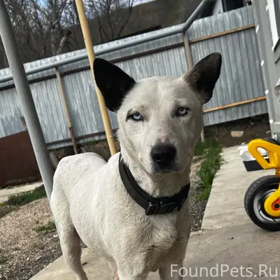 Найденна собака с ошейником, двор