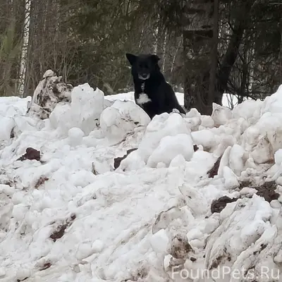 Найден пёс, район Проня-ключа, Кудымкар