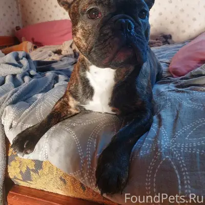 Пропала собака Руна, район гимназии