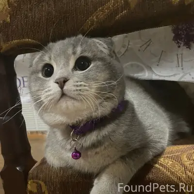 Пропал кот Лио, улица Центральная 92 В