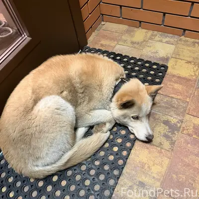 Найден щенок, [место: перекресток Воронина-Метелева]