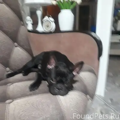 Найден щенок французского бульдога, Октябрьский