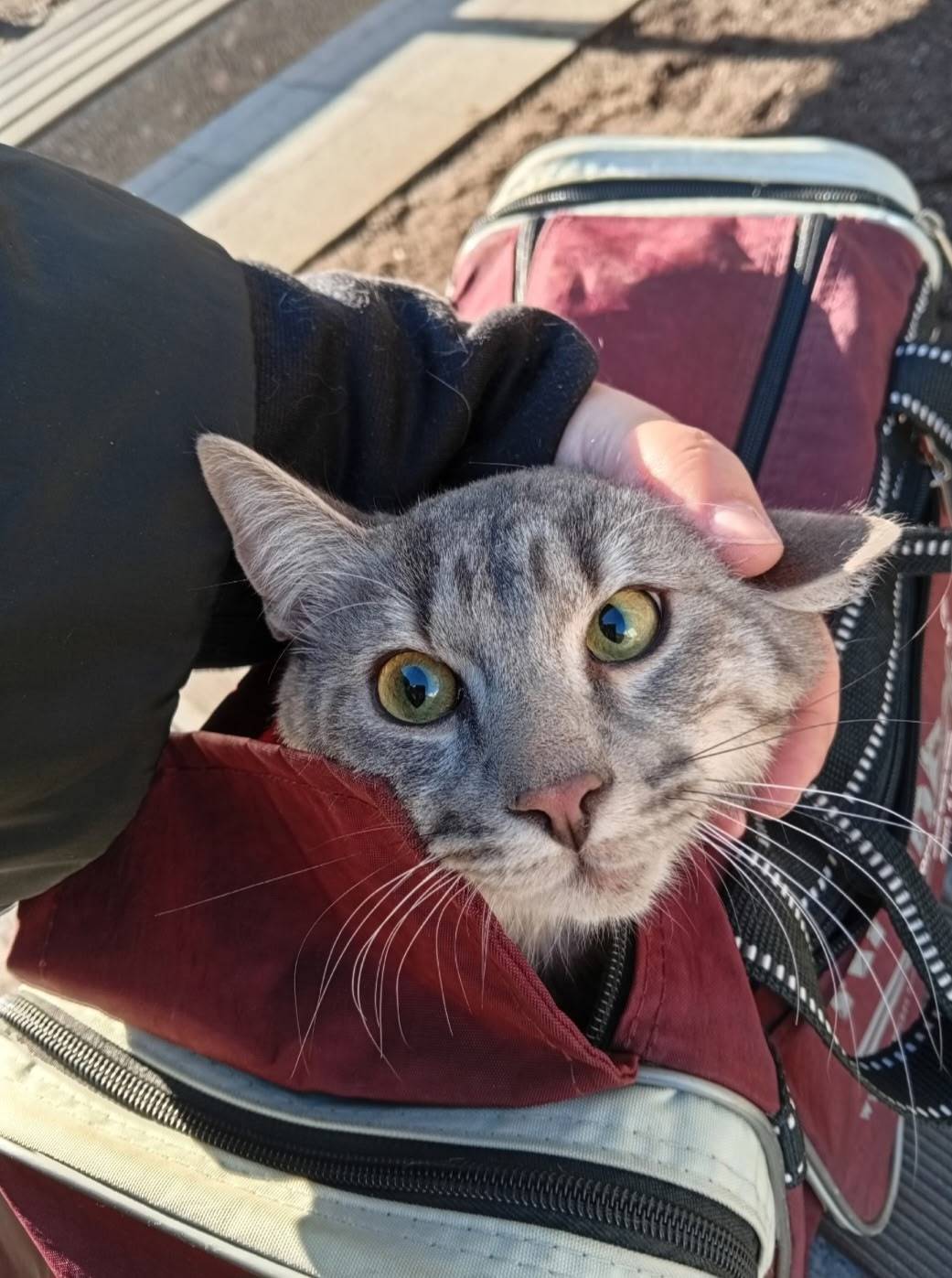 Найден кот, Санкт-Петербург, Центральный район