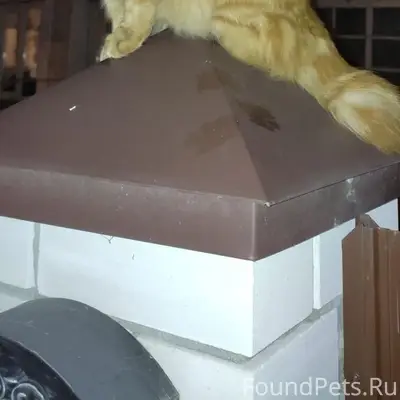 Пропал кот, ул. Белорусская