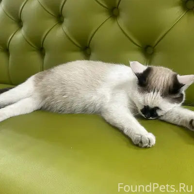 Найдена кошка, район Сельхозхимия