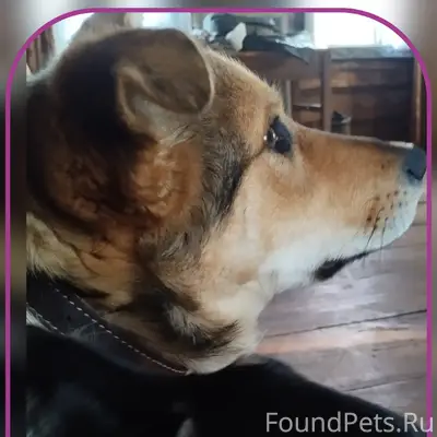 Пропал метис Малыш, Скупшинино