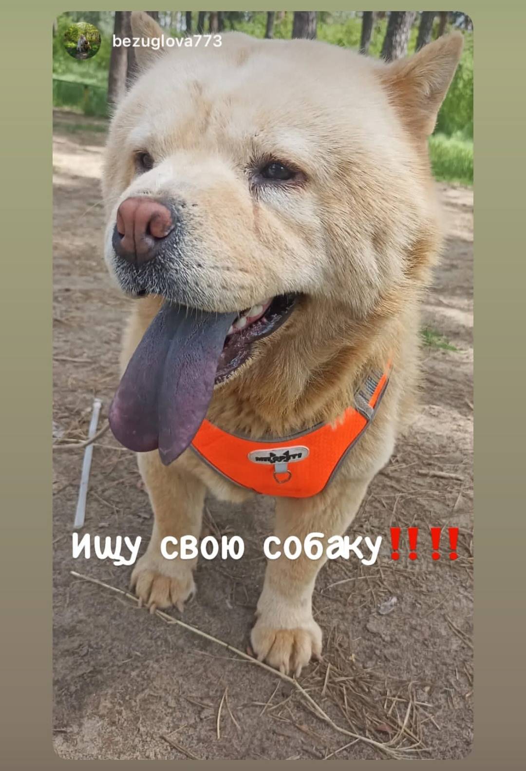 Пропала чау-чау, район спорткомплекса Олимп
