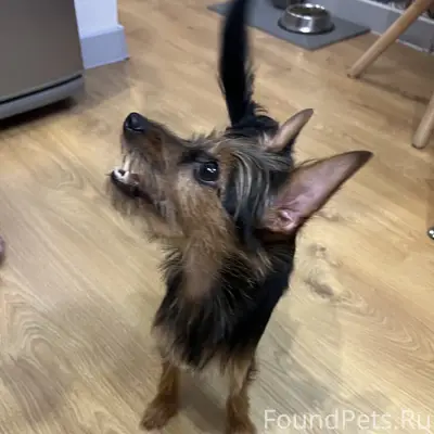 Найдена собачка на ул. Варвашеня