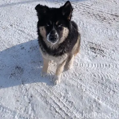 Пропал кабель Шурка, Ильинка, Астрахань