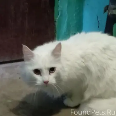 Найден кот, Проспект Ленина 143б