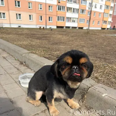 Найден тип собака, Могилев