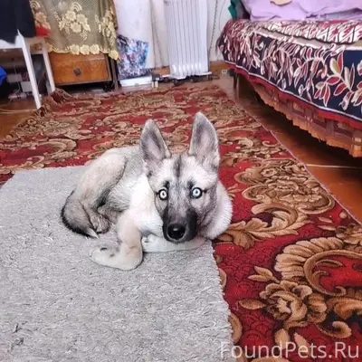 Найден щенок девочка