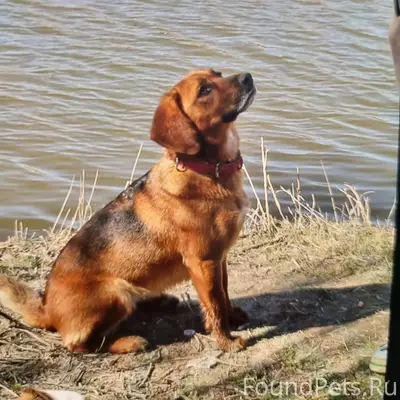 Пропала смесь бигля Дуся, Симферополь