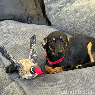 Найден щенок, девочка, город