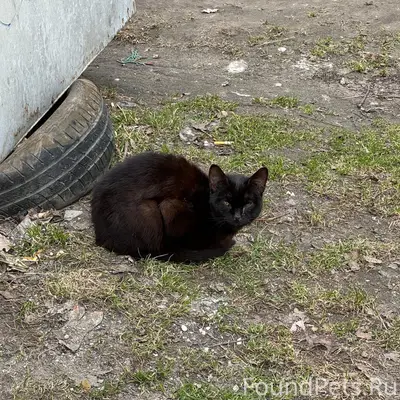 Найден чёрный котик, район Сельма