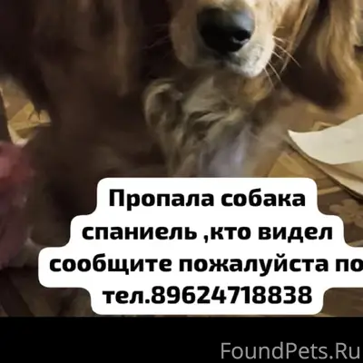 Пропала собака спаниель, без местоположения