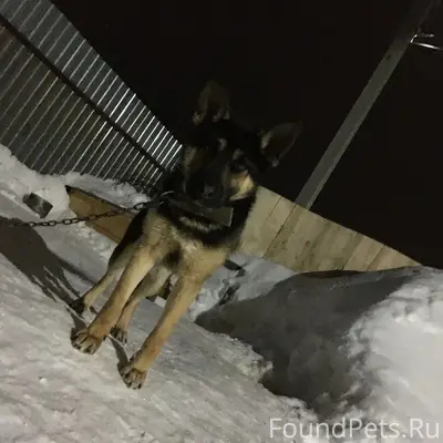 Пропал мальчик-овчарка, Иглино