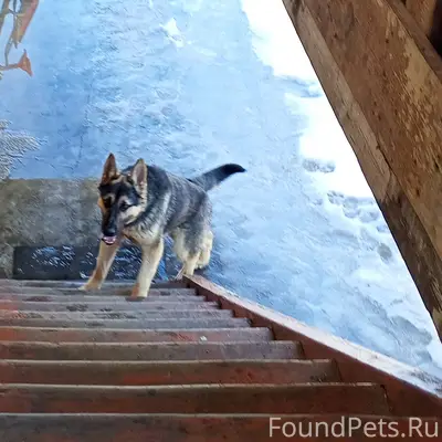 Пропал пёс, Сахзавод, Вертуновка