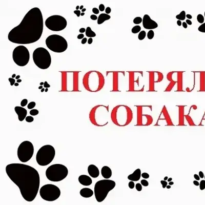 Пропала собака Муха, село Старцево