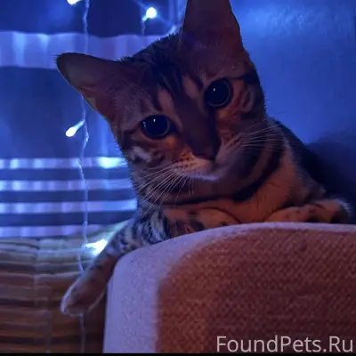 Пропала кошка Тося, Румянцева