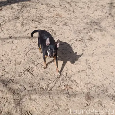 Пропал пёс, улица Моисеева