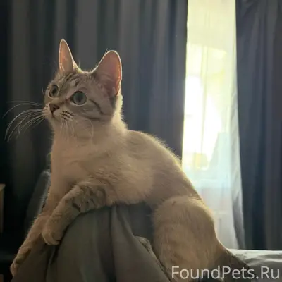 Пропала серо-белая кошка, похожа на сиамскую, Комсомольская