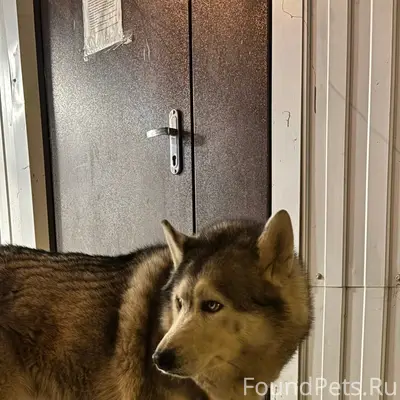 Пропала собака, Военный городок-2