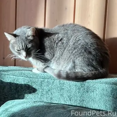 Пропал кот Бося, Радужный (Ропшенская долина)