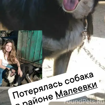 Пропала собака, Малеевка